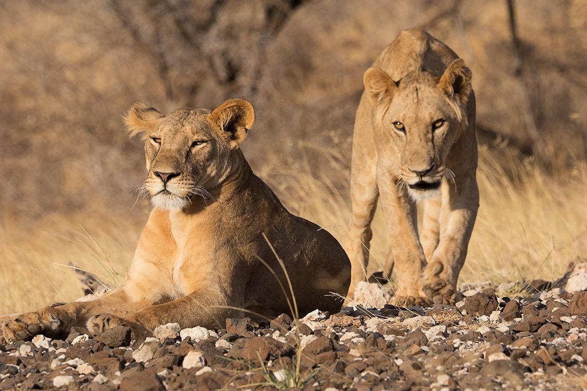 Un macho joven, con incipiente melena