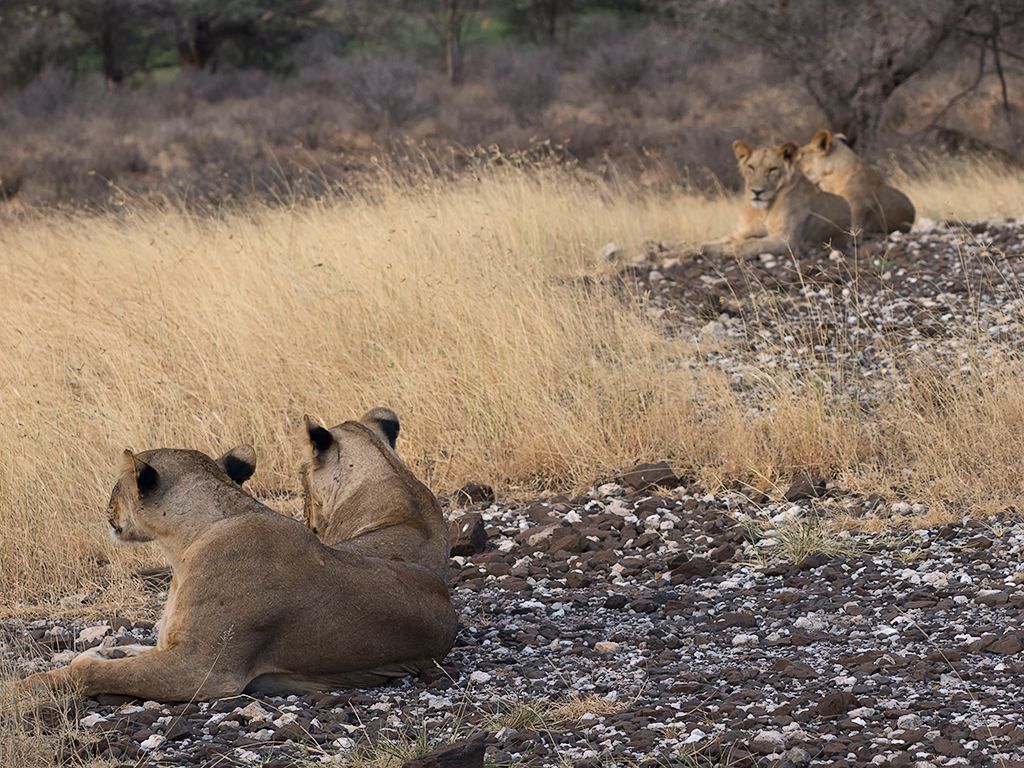 Y son varios los grupos