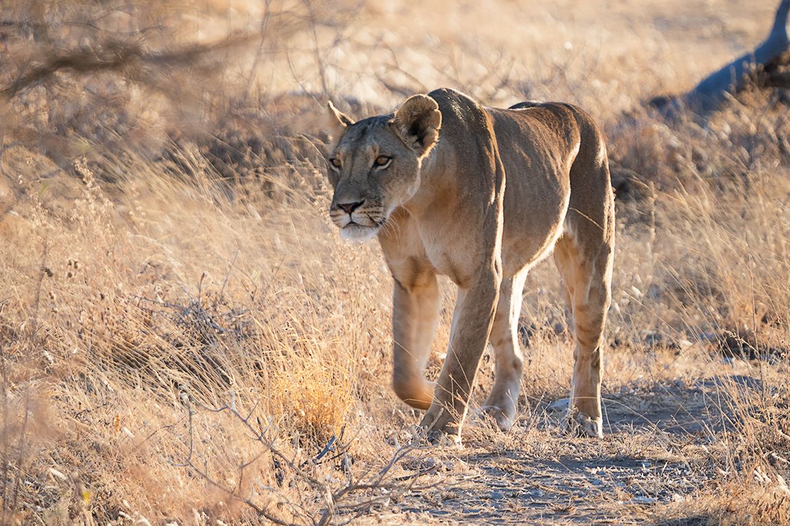 Vemos regresar la manada de su correría nocturna
