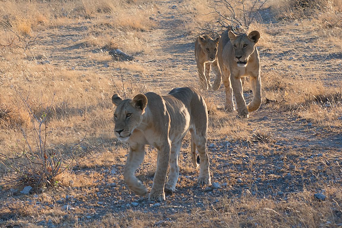 La comitiva se desplaza