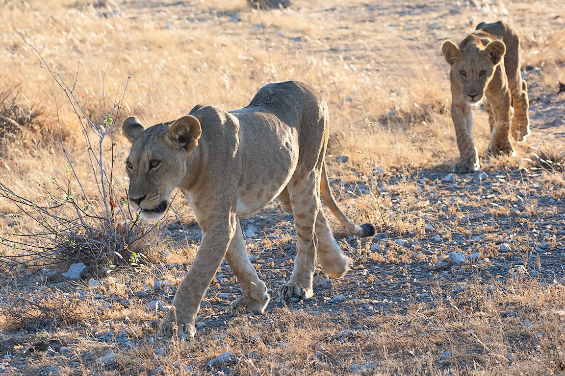 La comitiva se pone en marcha