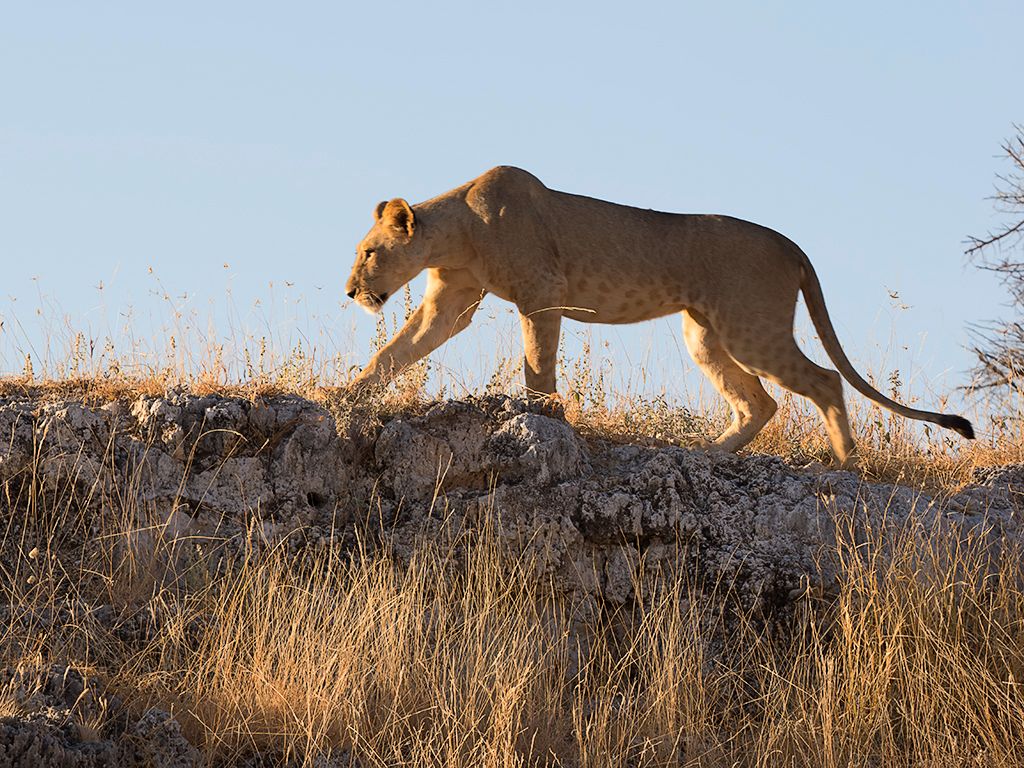 Una hembra busca altura