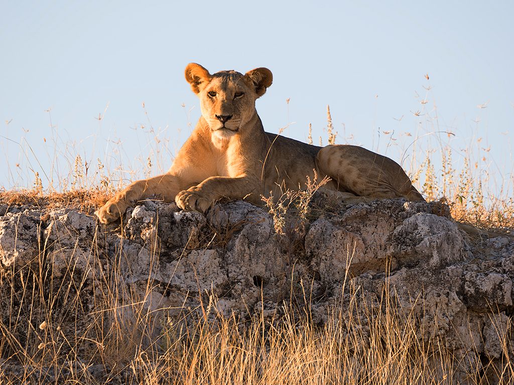 Buen lugar de vigilancia
