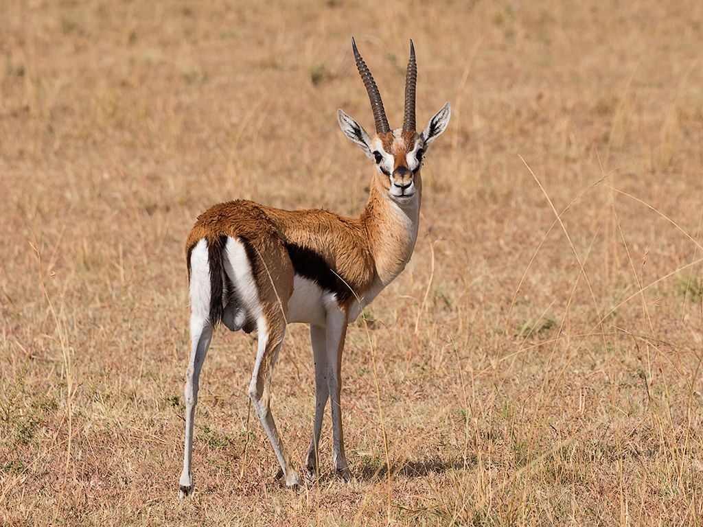 Gacela de Tkompson