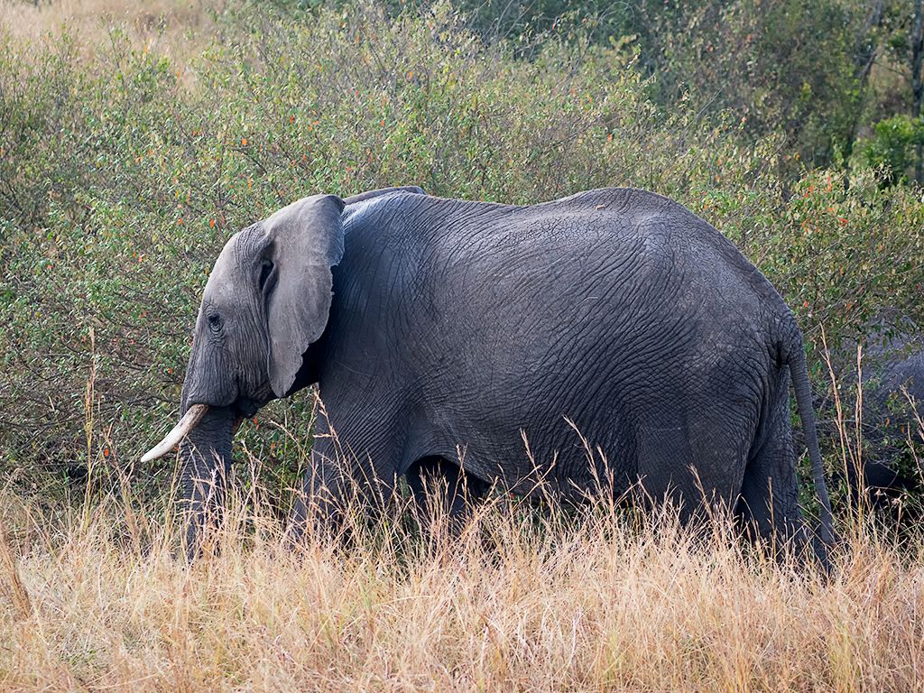 Elefante