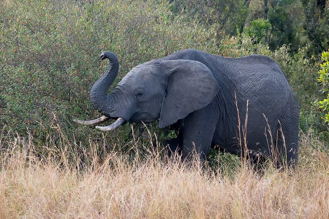 Elefante