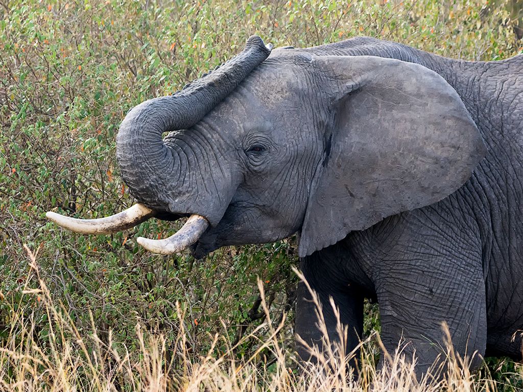 Elefante