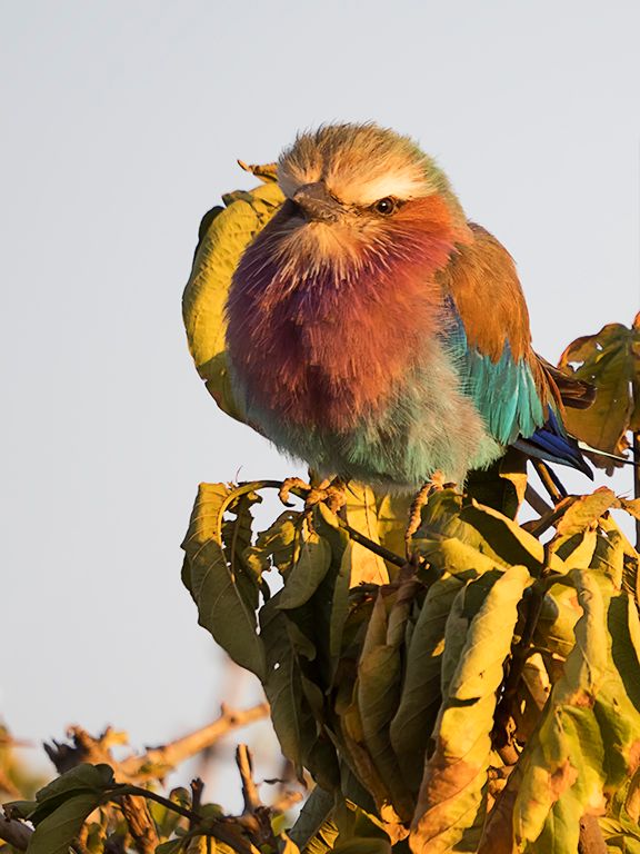 Carraca de pecho lila