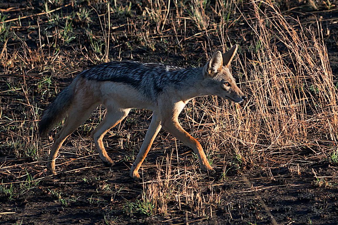 Chacal de lomo negro