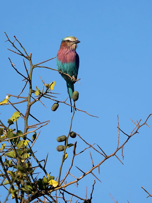 Carraca de pecho lila