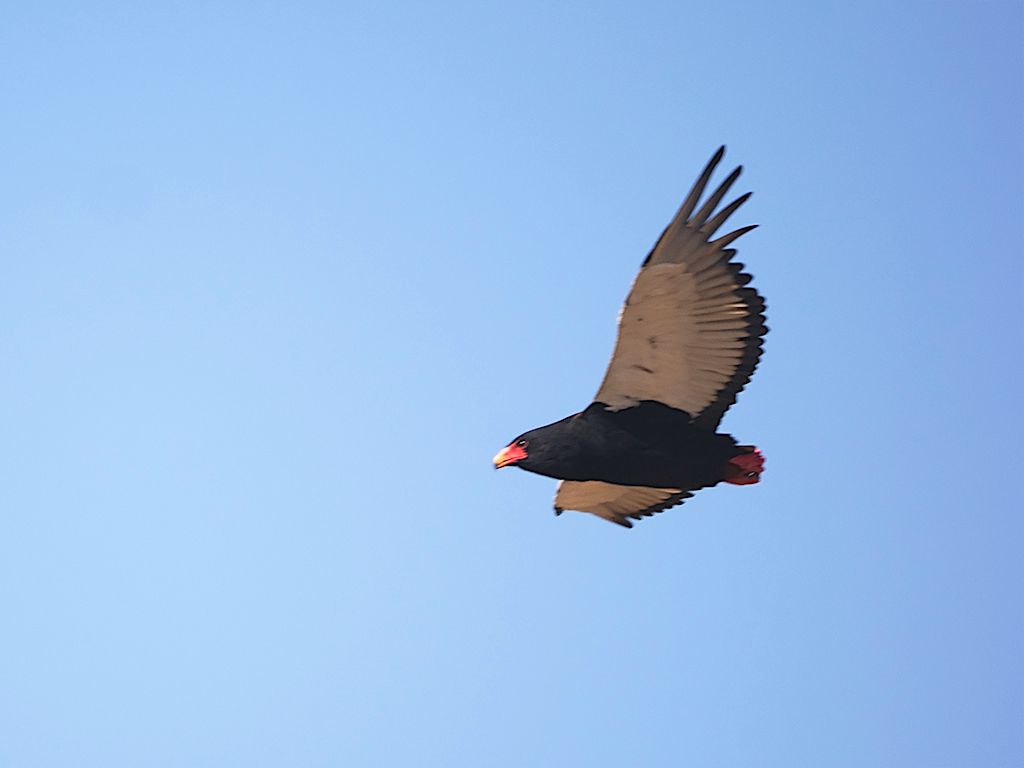Águila volatinera