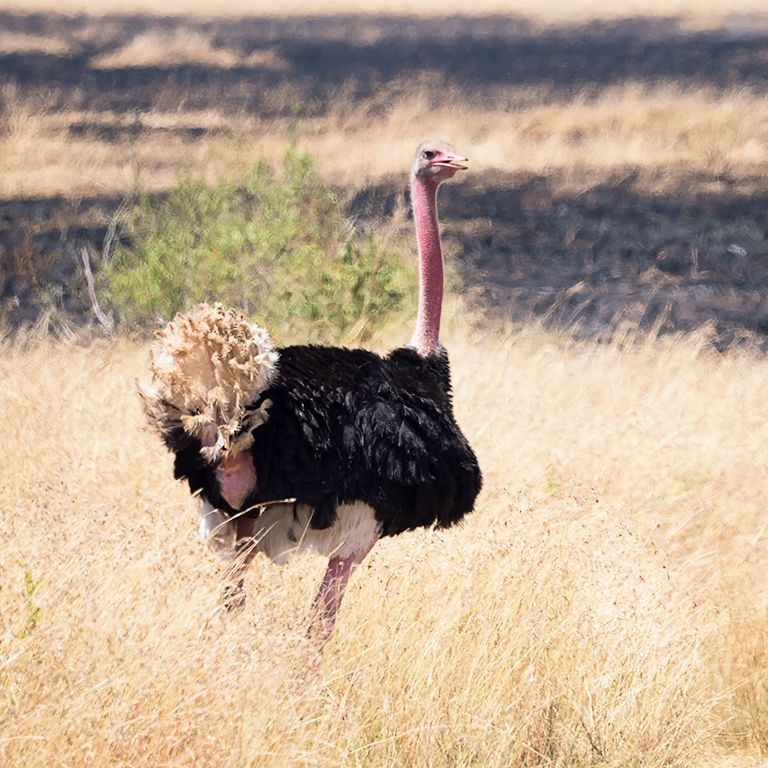 Avestruz macho