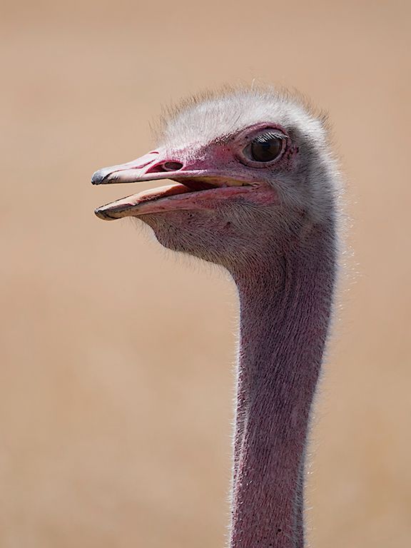 Avestruz macho