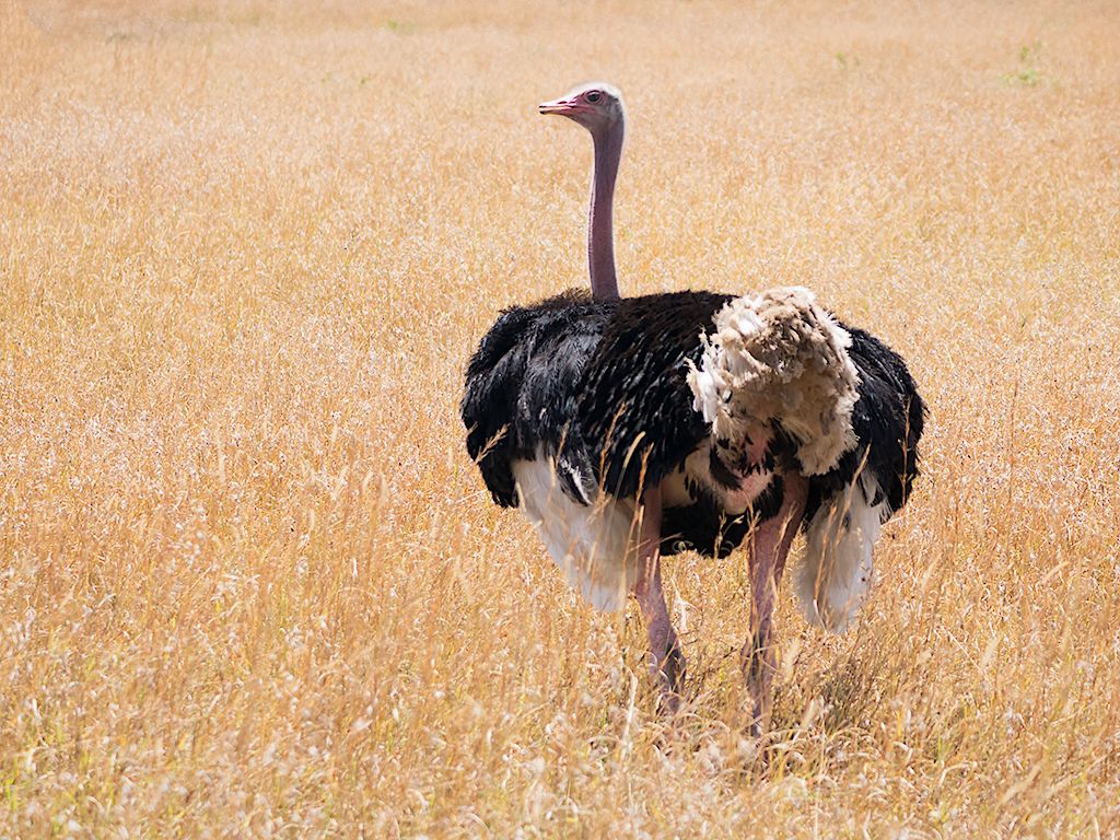 Avestruz macho