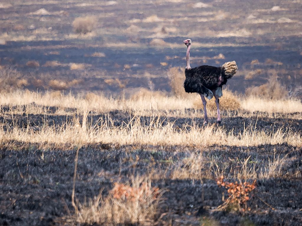 Avestruz macho