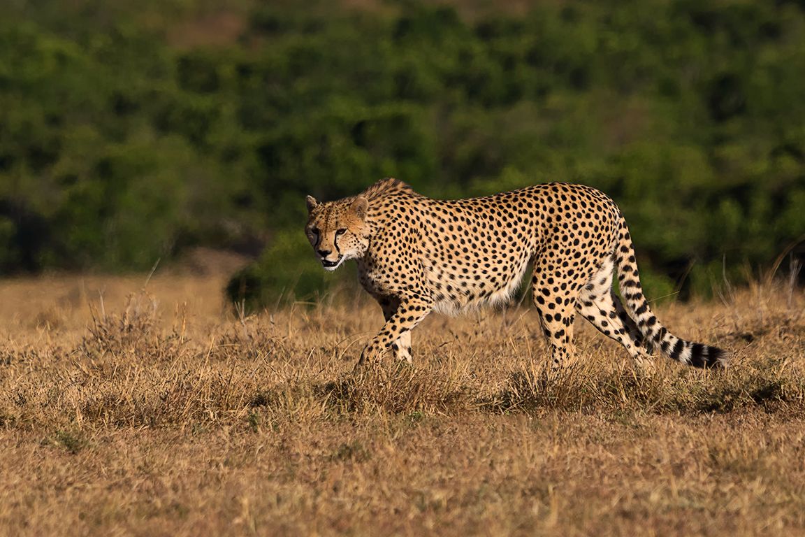 Guepardo