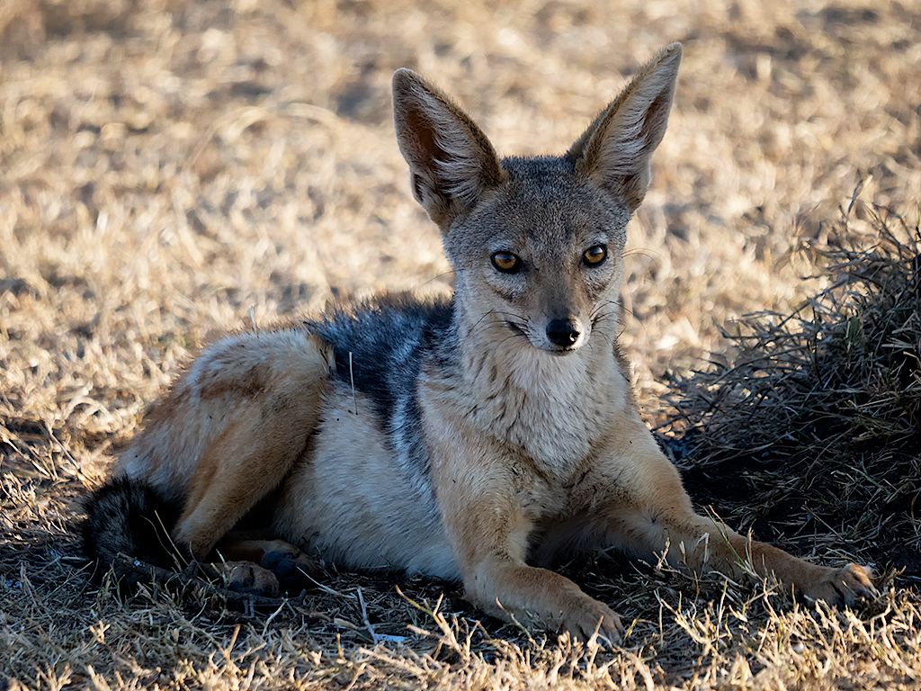 Chacal de lomo negro