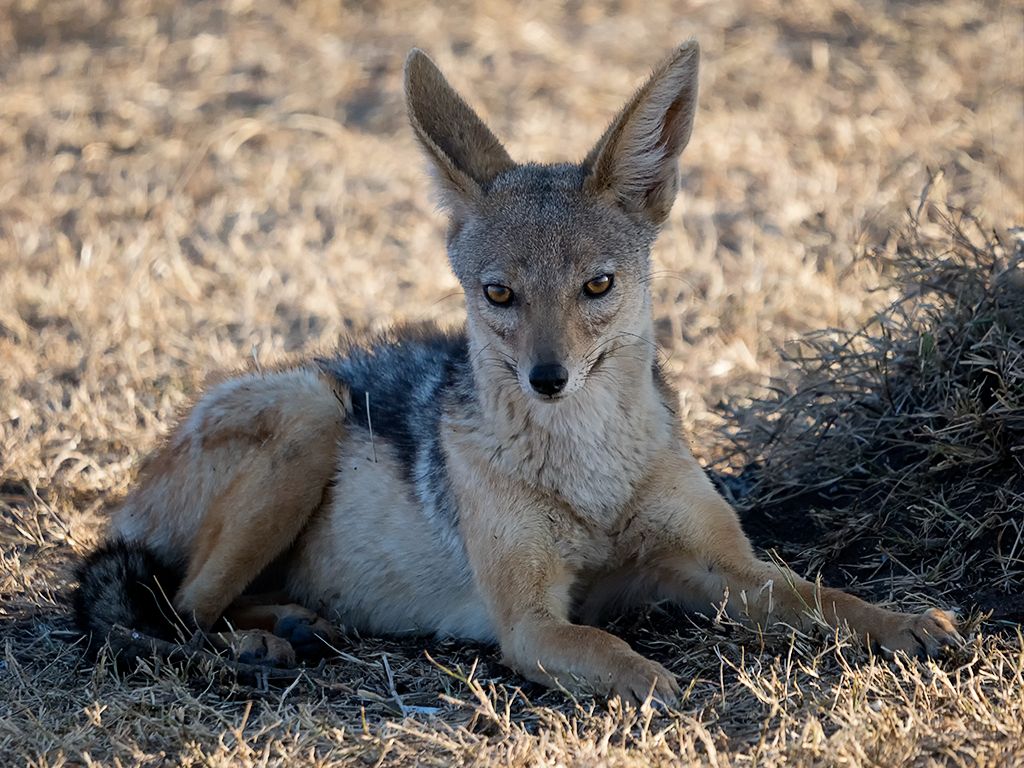 Chacal de lomo negro