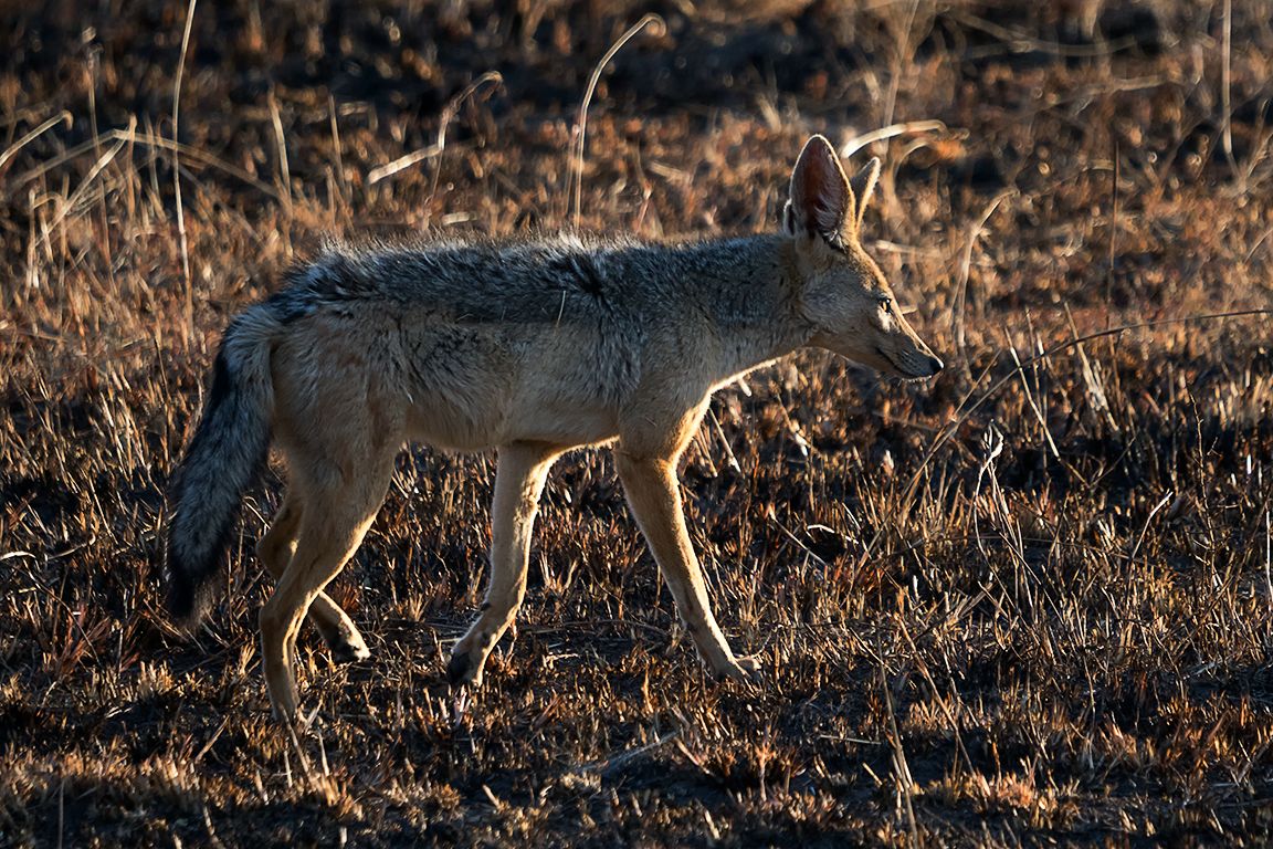 Chacal de lomo negro