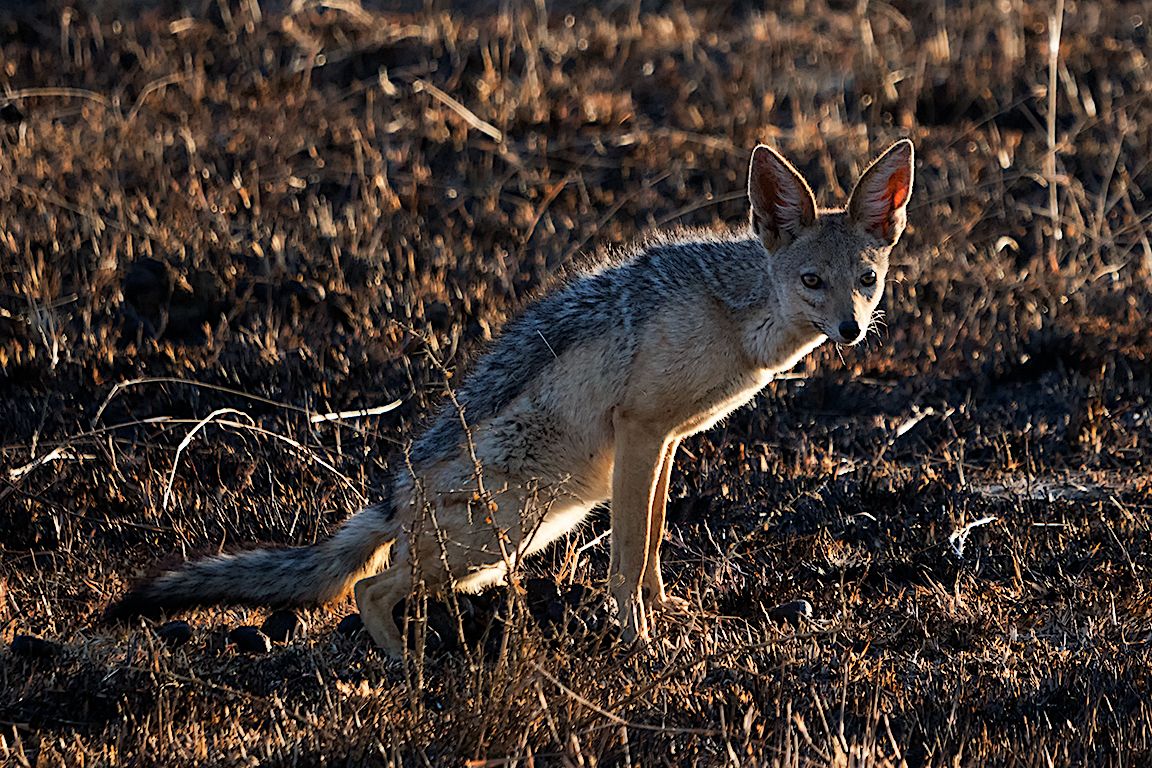Chacal de lomo negro