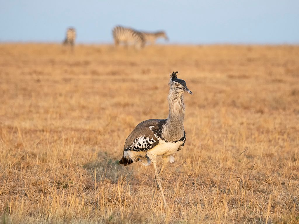 Avutarda de Kori