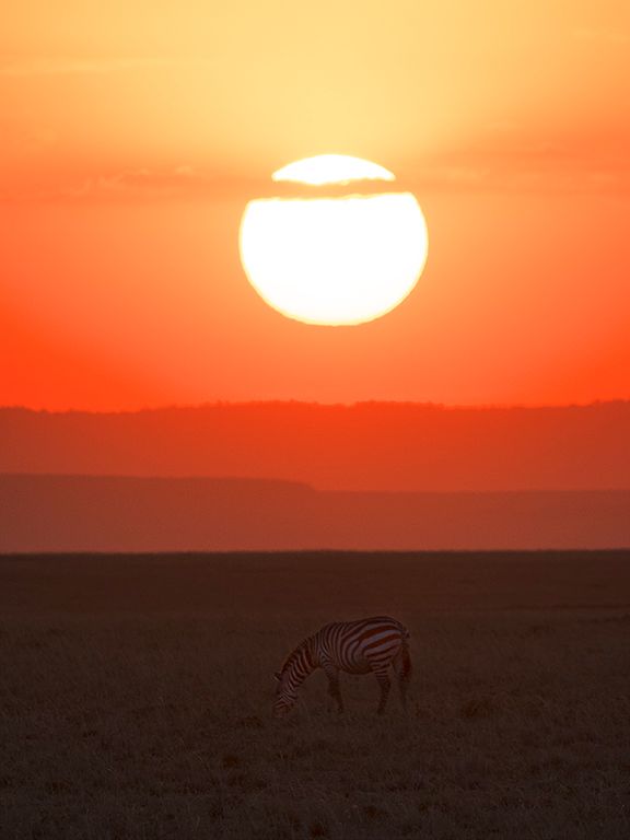 Ocaso con cebra