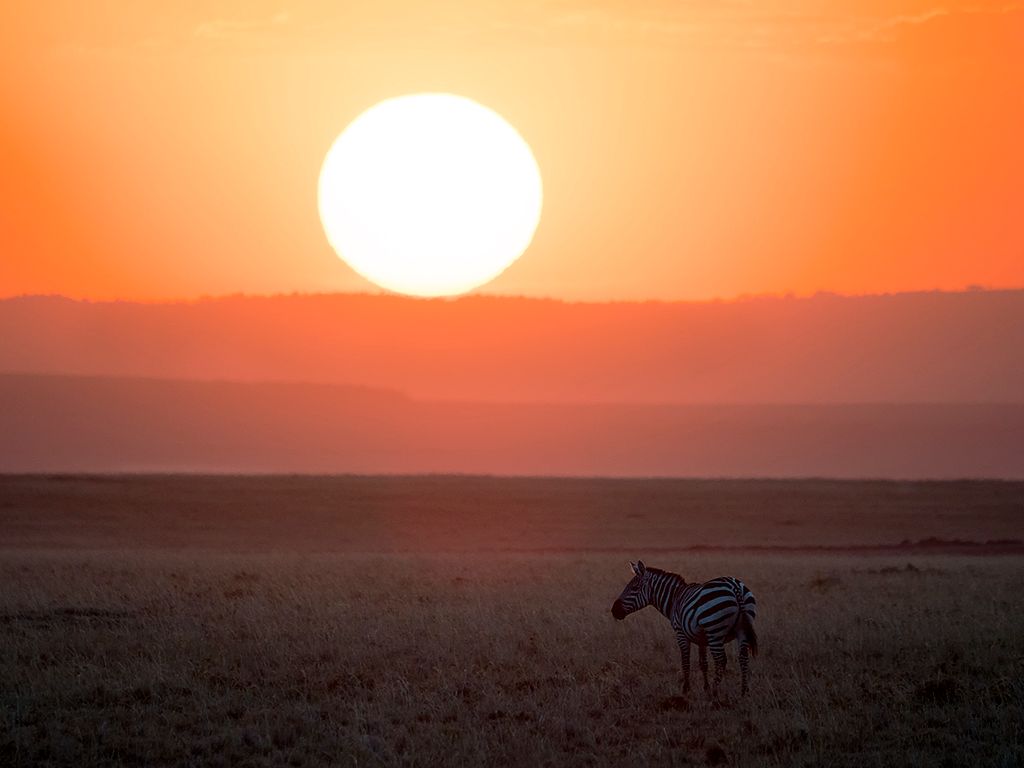 Ocaso con cebra
