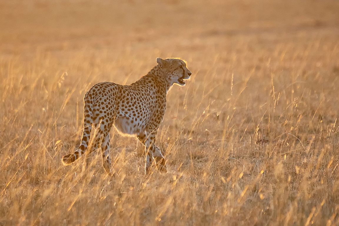 Guepardo con las primeras luces
