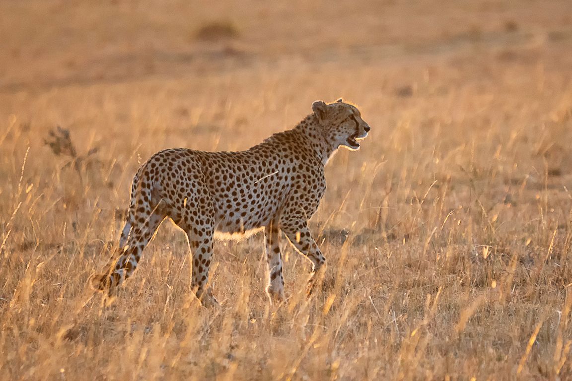 Guepardo con las primeras luces