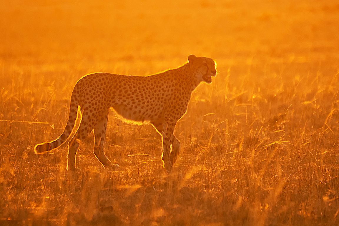Guepardo con las primeras luces