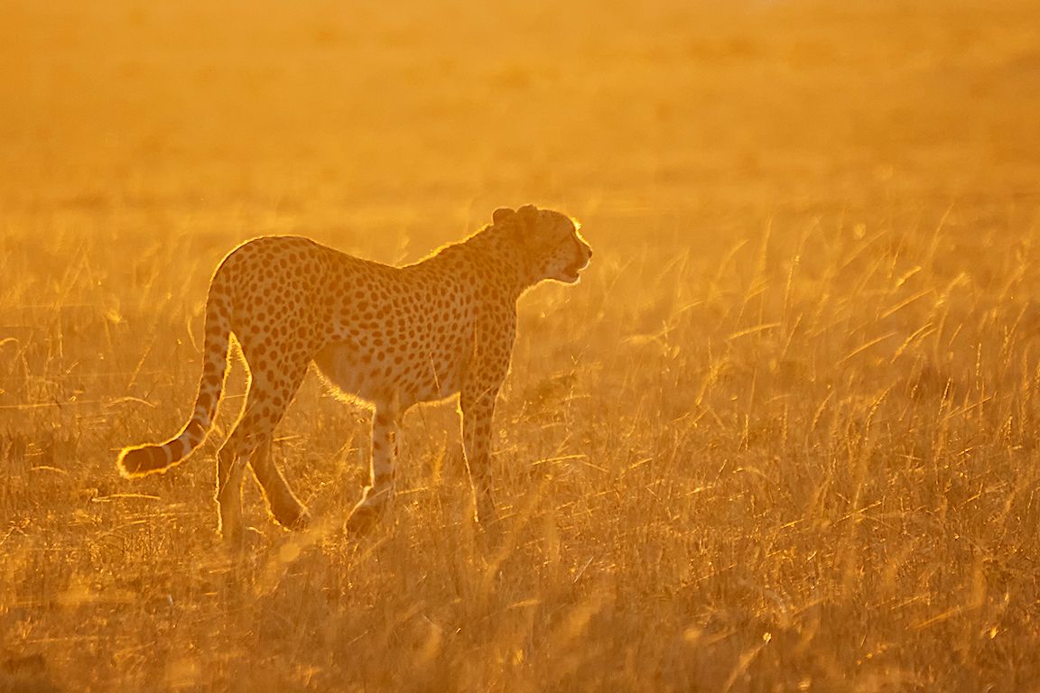 Guepardo con las primeras luces