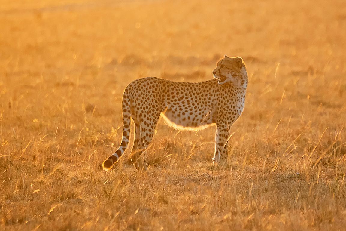 Guepardo con las primeras luces