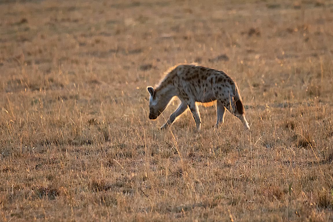 Hiena manchada