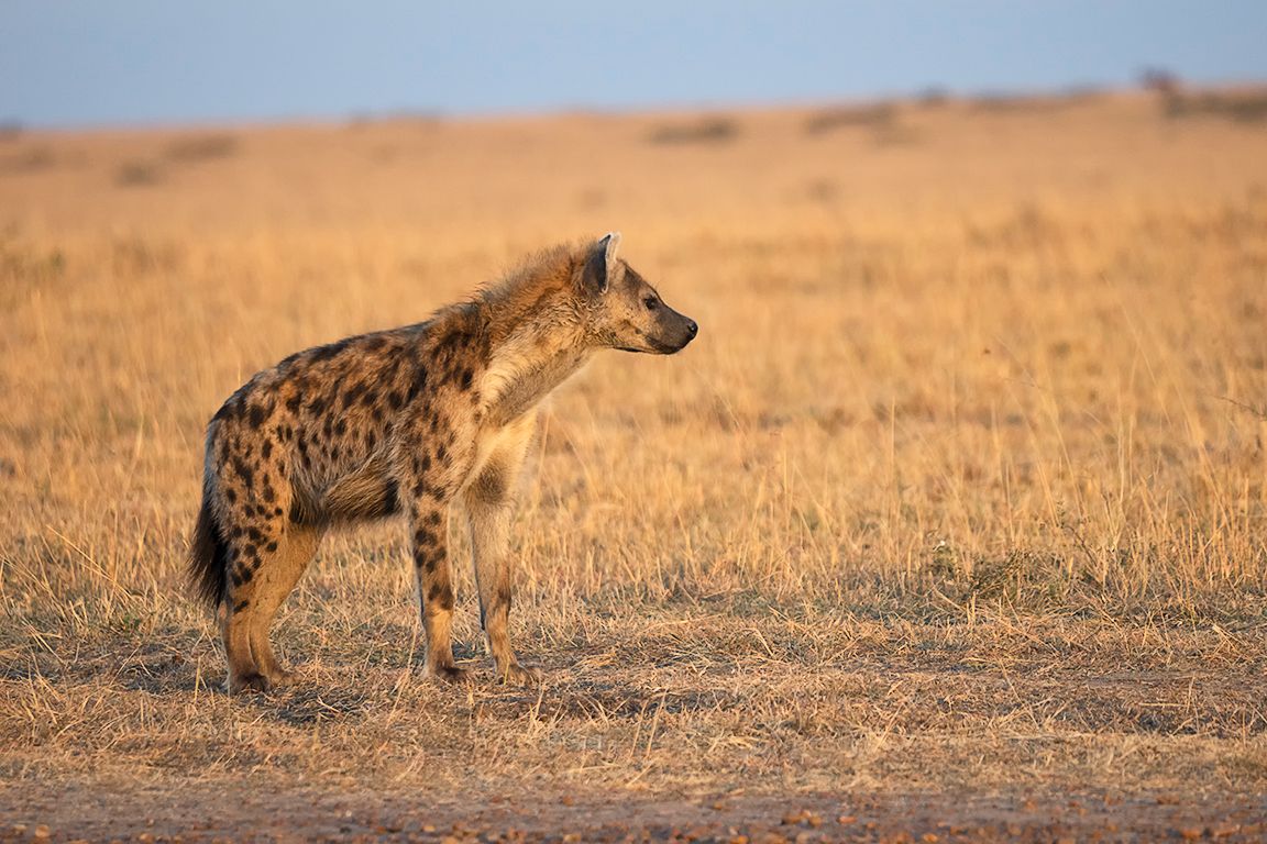 hiena manchada