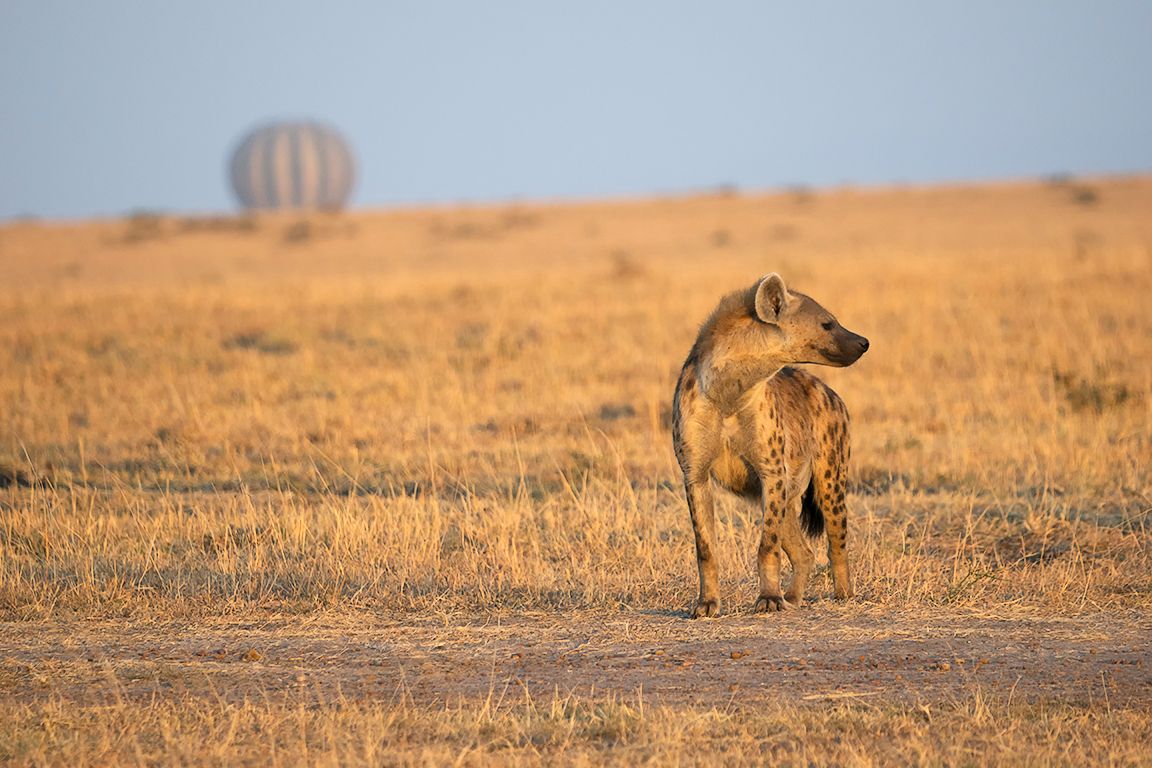 hiena manchada y globos