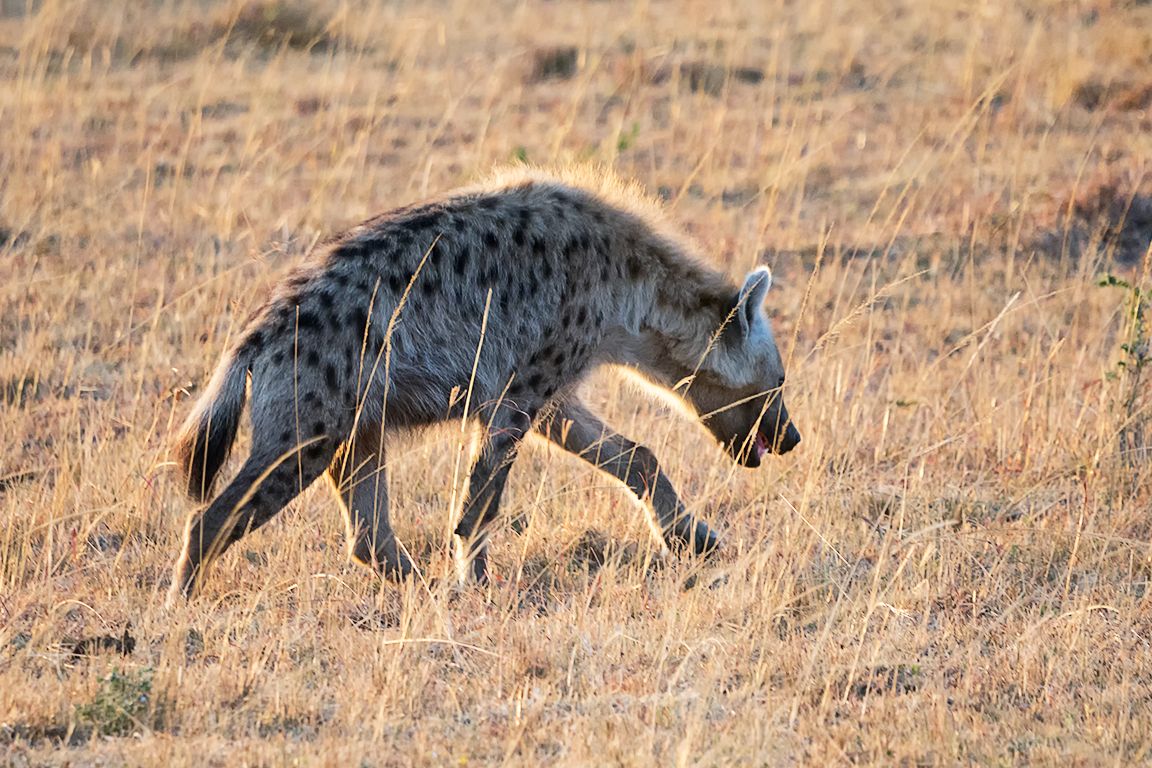 Hiena