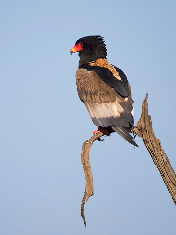 Águila volatinera