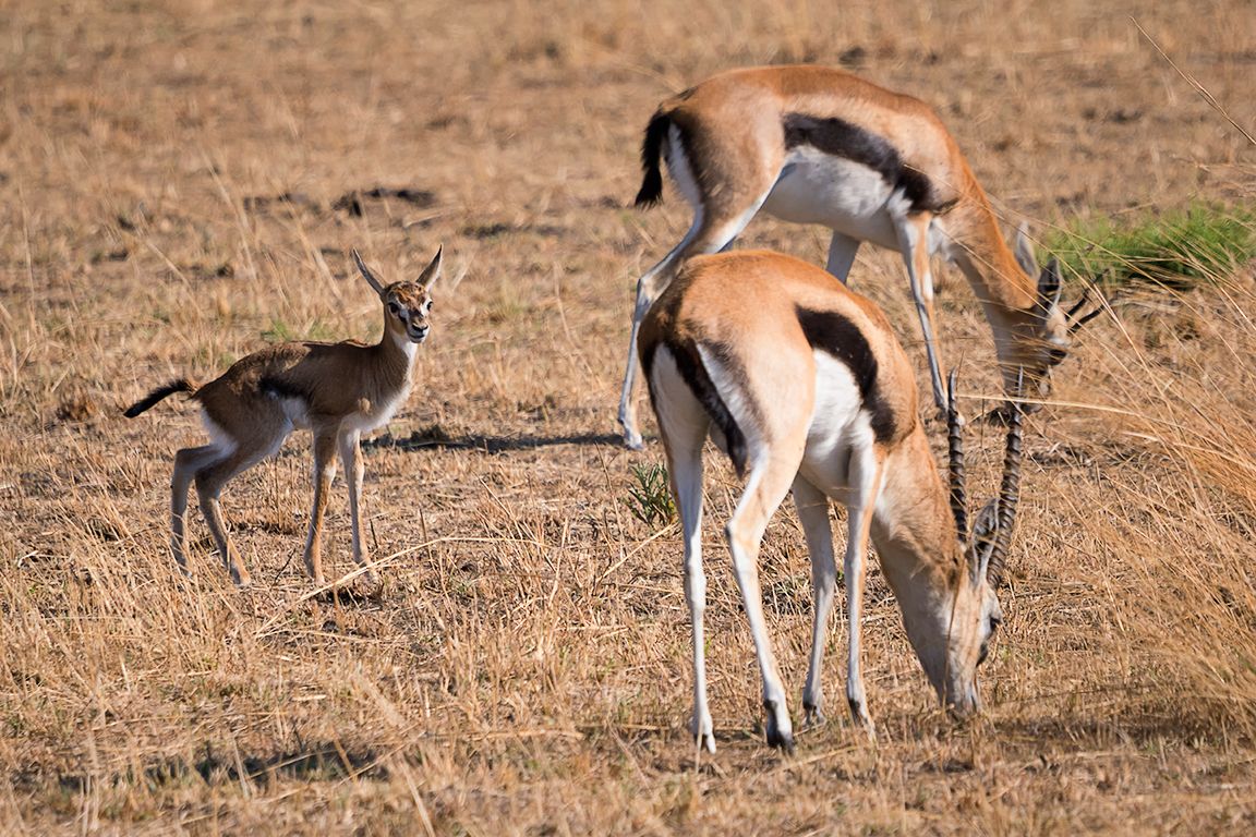 Gacelas de Thompson