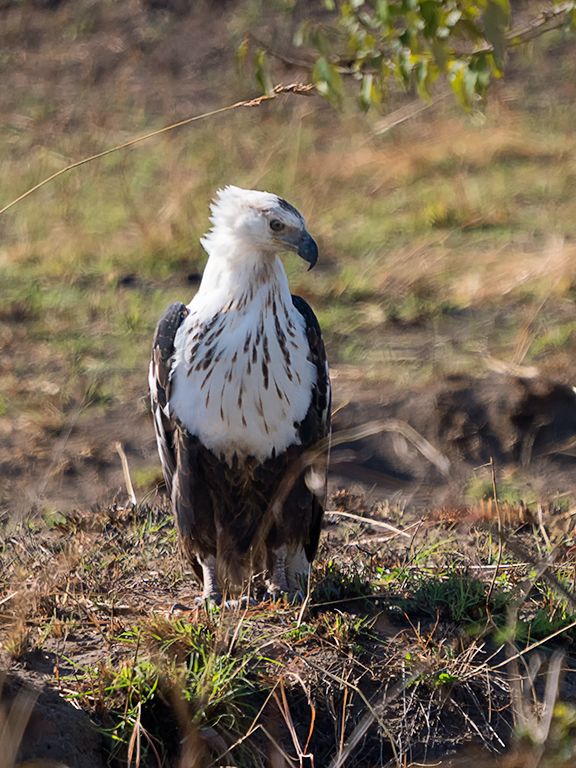 Pigargo vocinglero juvenil