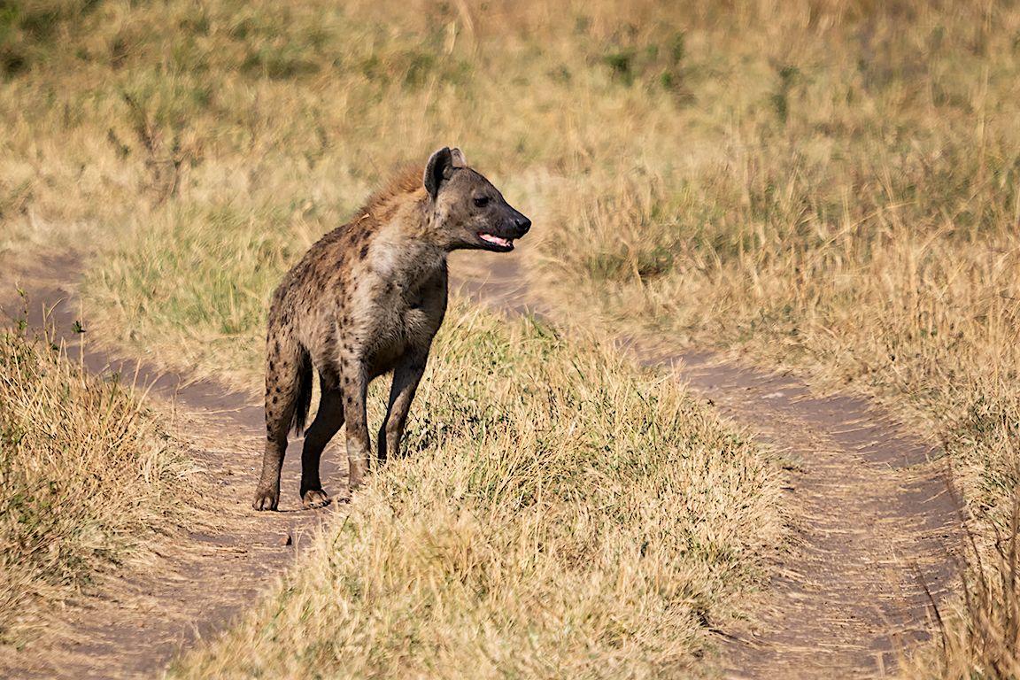 Hiena manchada