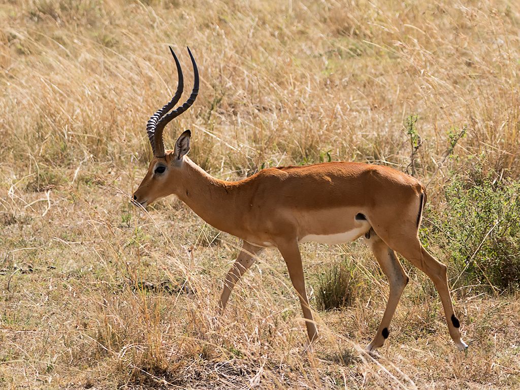 Gacela de Grant macho