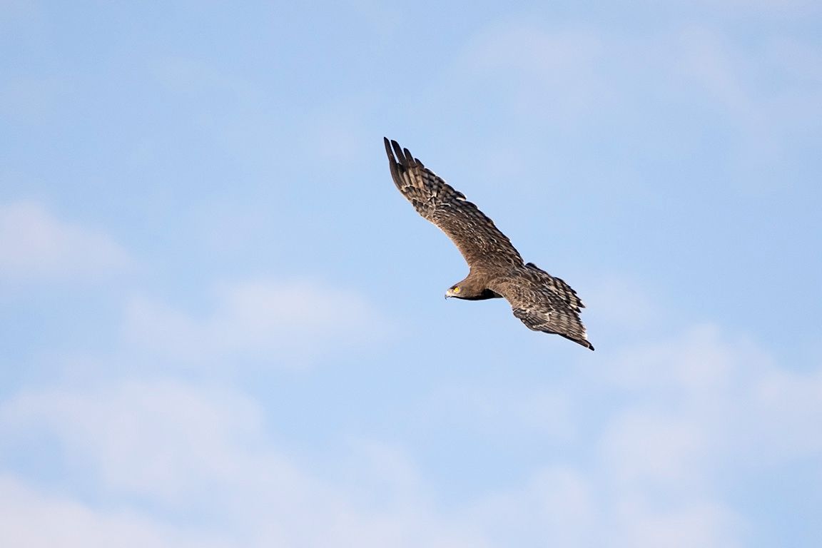 Águila culebrera pechinegra