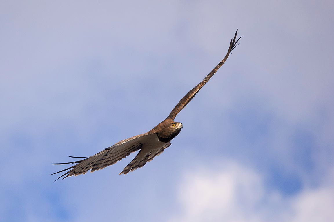 Águila culebrera pechinegra