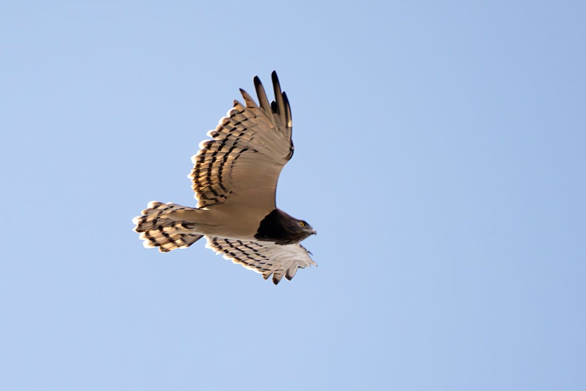 Águila culebrera pechinegra