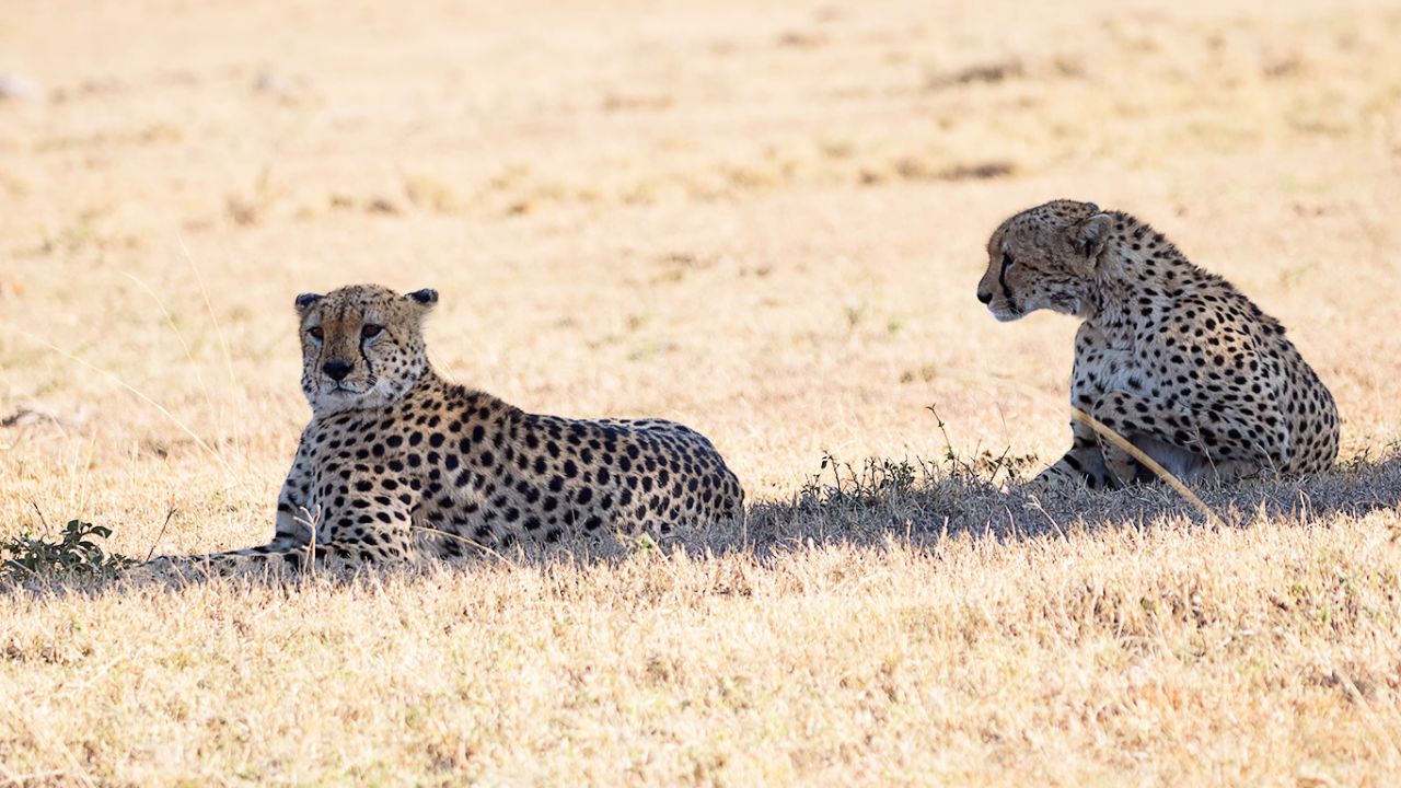 Guepardos