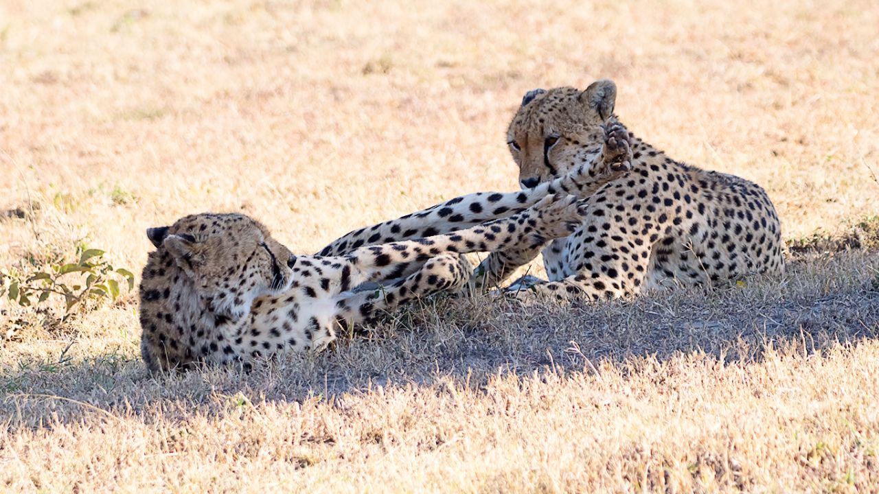 Guepardos
