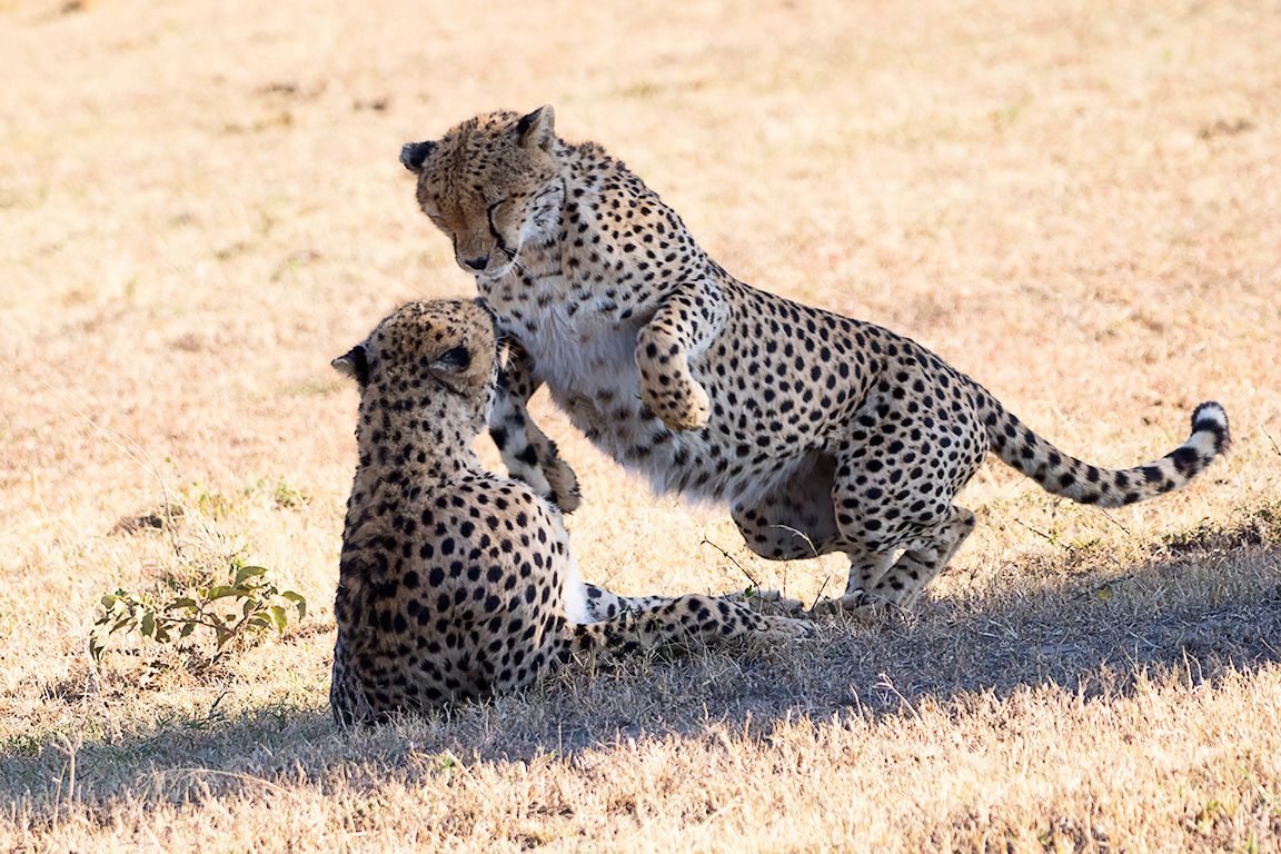 Guepardos