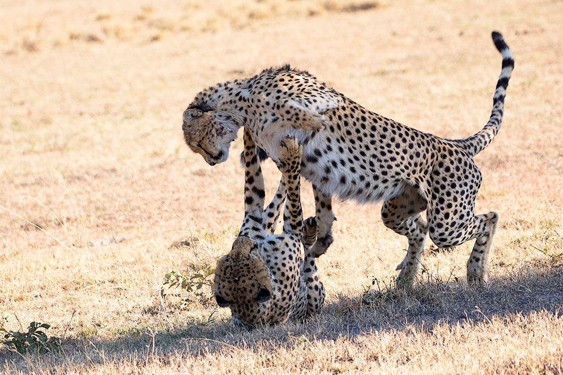 Guepardos