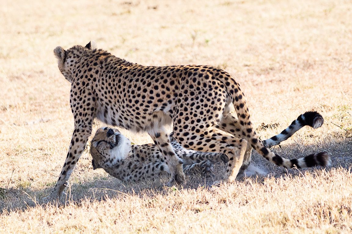 Guepardos