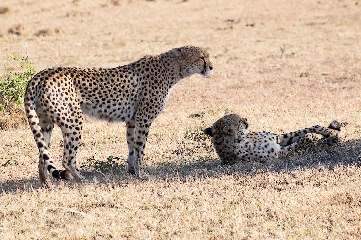Guepardos